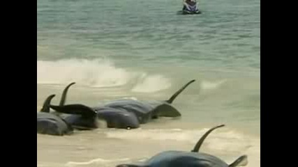 Whales and dolphins die on an Australian beach