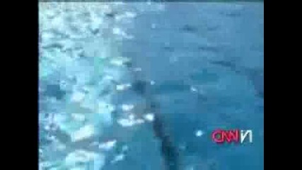 australian - swim - lessons