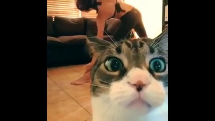 Любопитна котка прецаква цялото видео на стопанката си