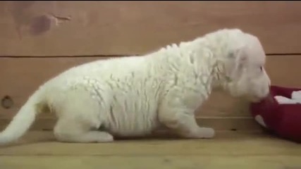 Raw: White Lion Cub Debuts at Serbia Zoo.avi
