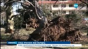 Нови дръвчета в опустошения парк на Вършец