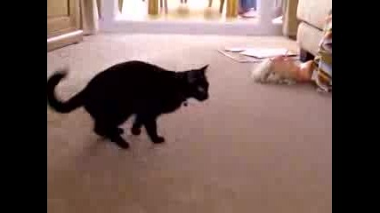 Котка Си Гони Опашката
