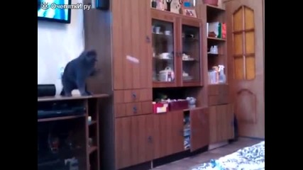 Коте майстор на пинг-понга