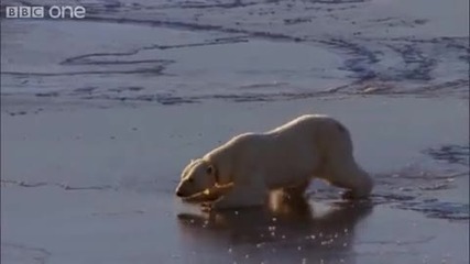 Полярни мечки се пързалят 