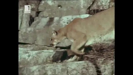 Ласи - Бг Аудио, Епизод (1965) - Lassie посреща предизвикателството [2/2]