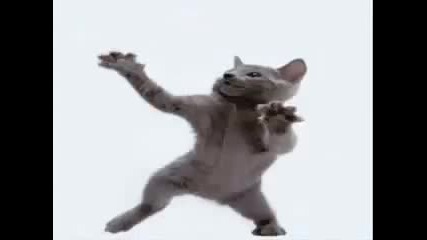 Funny,  Hilarious,  Outrageous Cat Video to Music