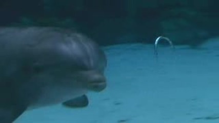 Делфини Правят Водни Пръстени