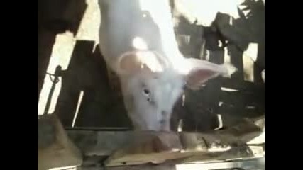 Кольо Ганчево