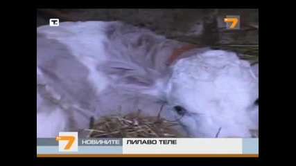 В Сърбия се роди лилаво теле