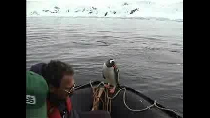 Умен Пингвин Търси Убежище При Хората