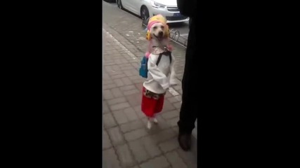 Куче върви на два крака, преоблечено с дрехи и раница!