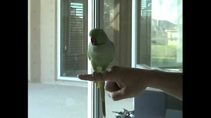 Папагал прави неприсъщи за птица неща