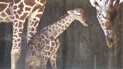 Удивителен момент! Вижте как бебе жираф излиза от тялото на майката!