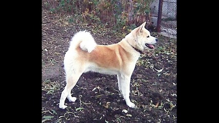 Akita inu 