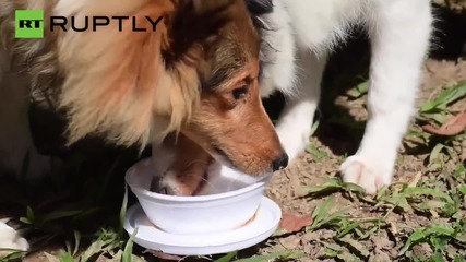 Canine Ice Cream for the Dog Days of Summer