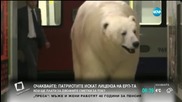 Бяла мечка се качи в лондонското метро