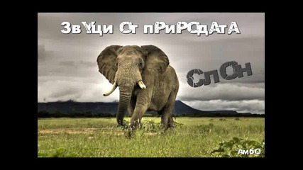 Звуци от природата - Слон 