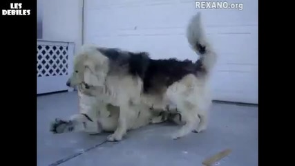 Тигър И Куче Се Бъзикат
