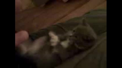 Cat funy