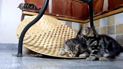 Kittens on Slide
