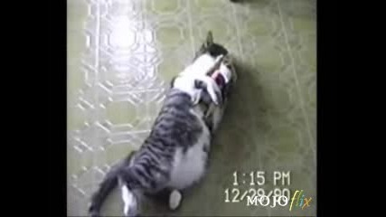 1 - Good Cats