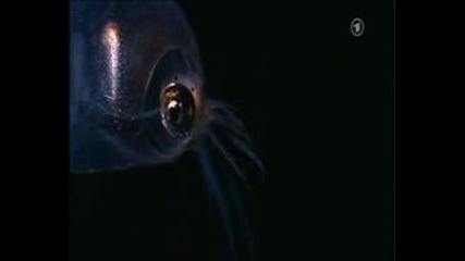 Светещи създания от дълбокото