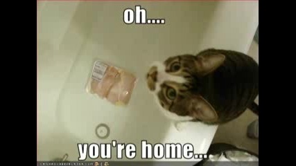crazy Catt... :)