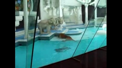 Домашен любимец 