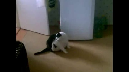 Дебела котка не може да си почеше ухото!