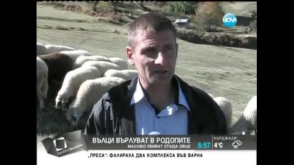 Вълци нападат стада в Родопите... / Здравей, България