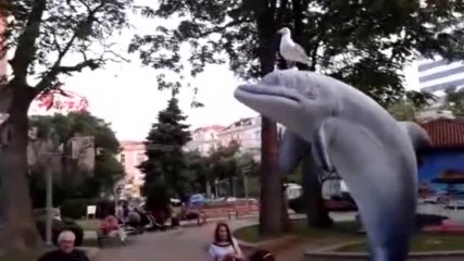 Гларус върху делфин в центъра на Бургас :)