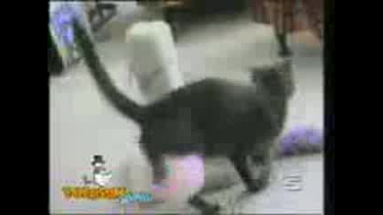 Crazy Cats