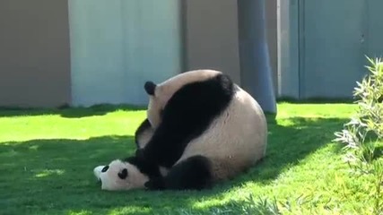 Мама панда бори малкото си