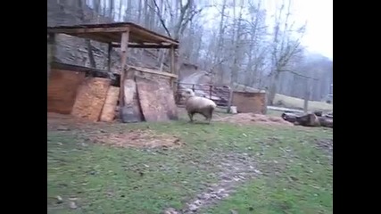Овца и куче играят на криеница...