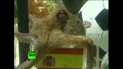 Испания vs.холандия (избора на октопода Паул) 