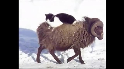 Смях... Котка обича да се разхожда седнала върху пухкав овен
