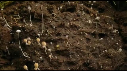 Natural World- Farm for the Future си ее майката