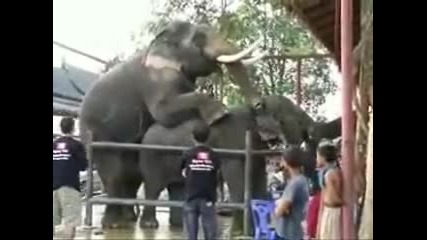 Разгонени слонове 