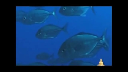 Buddha Bar Ocean - Dreaming about Anoushka