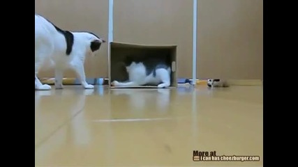 Котешкото Световно първенство 