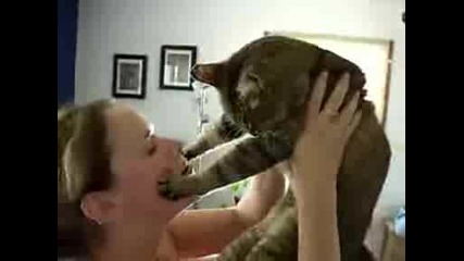 Crazy cat attack