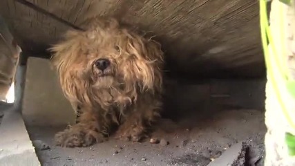 Мъж спасява куче от сигурна смърт
