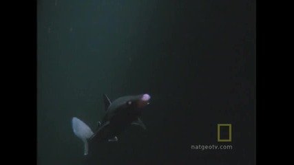 Октопод убива акула - Octopus Kills a Shark * High Definition *