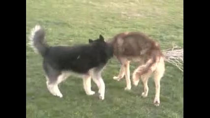 Игра между две хъскита 