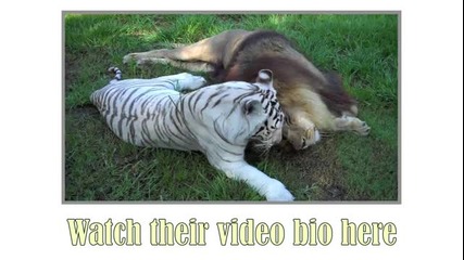 Лъв и бял тигър се забавляват