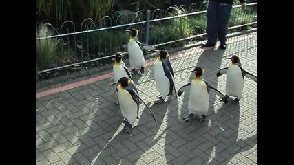 the most cutest penguins in the world