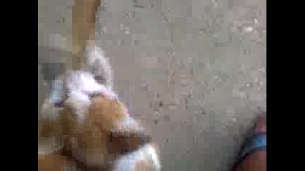 Лудо коте