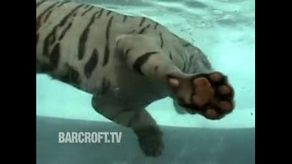Tiger Swim