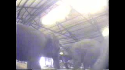 Скрита камера показва жестокост към циркови Слонове 