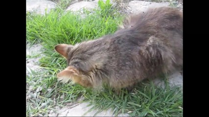 Котка пасе трева